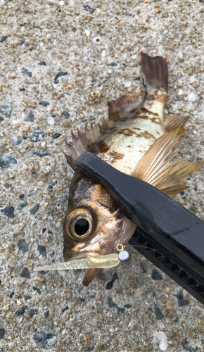 メバルの釣果