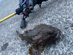 マカジカの釣果