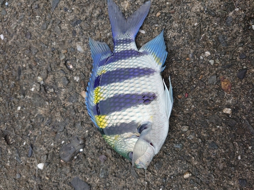 オヤビッチャの釣果