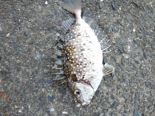 アイゴの釣果