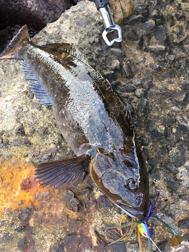 アイナメの釣果