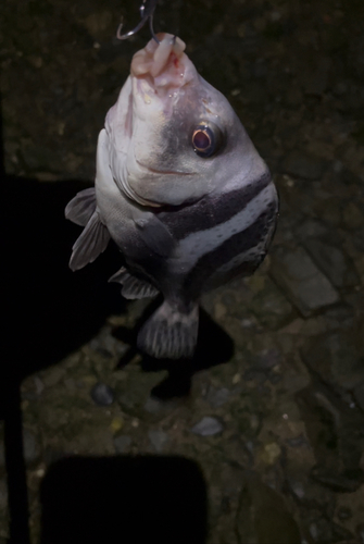 コショウダイの釣果