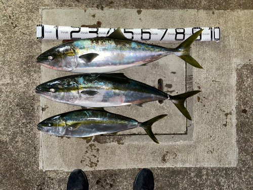 ブリの釣果