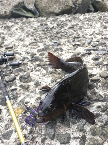 アイナメの釣果