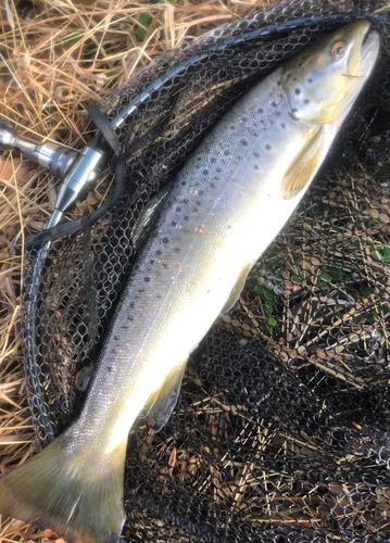 ブラウントラウトの釣果