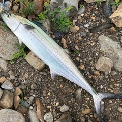 サゴシの釣果