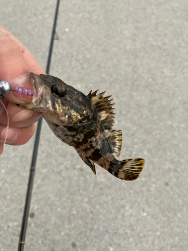 タケノコメバルの釣果