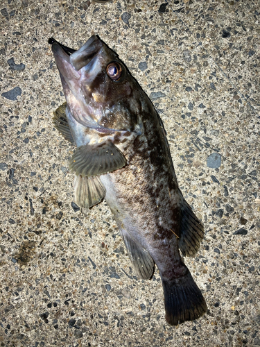 クロソイの釣果