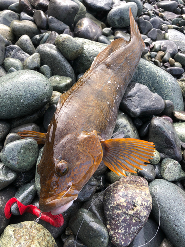 アイナメの釣果