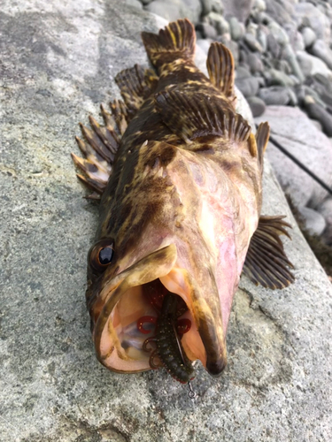 ベッコウゾイの釣果