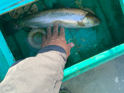 ブラウントラウトの釣果