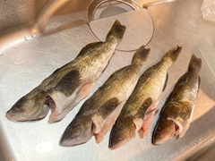 アイナメの釣果