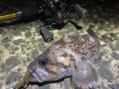 クロソイの釣果