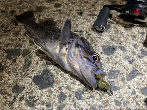 クロソイの釣果