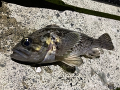 クロソイの釣果