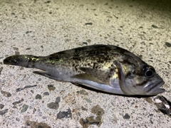 クロソイの釣果