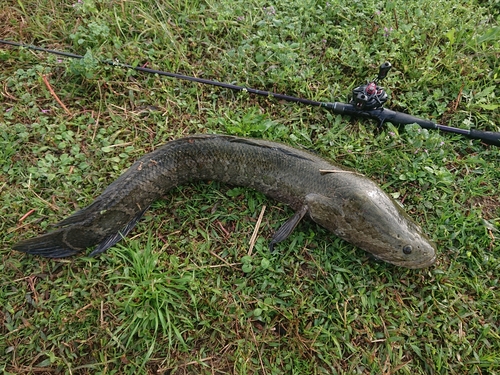 ライギョの釣果