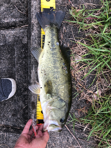 ブラックバスの釣果