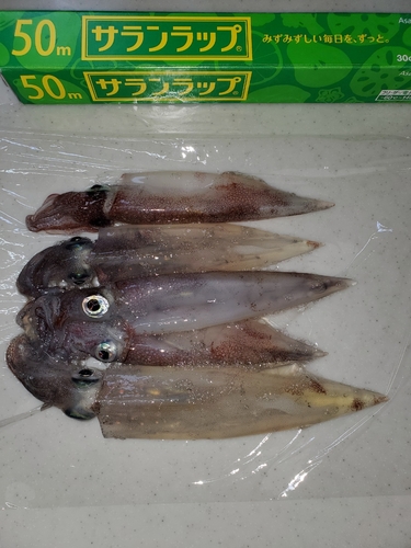 ヤリイカの釣果