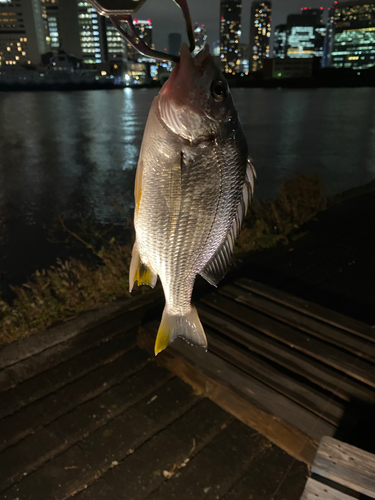 キビレの釣果