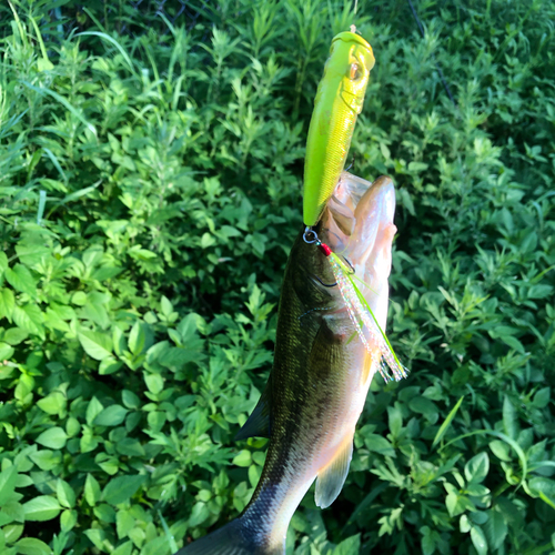 ブラックバスの釣果