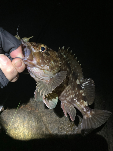 カサゴの釣果