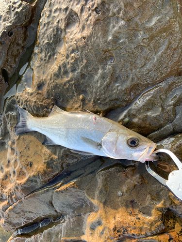 セイゴ（ヒラスズキ）の釣果