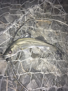 セイゴ（マルスズキ）の釣果