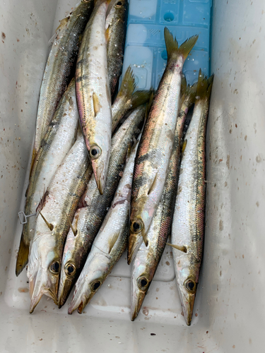 カマスの釣果