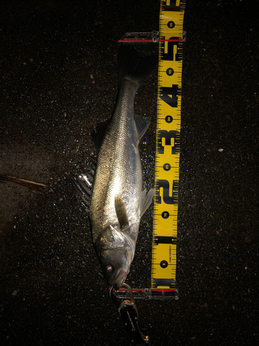 スズキの釣果