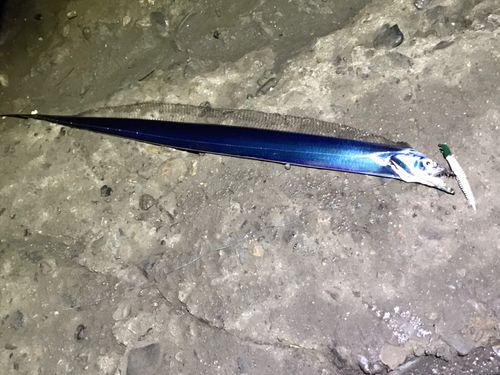 タチウオの釣果