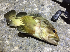 シマソイの釣果