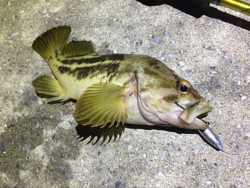 シマソイの釣果