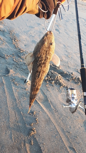 マゴチの釣果