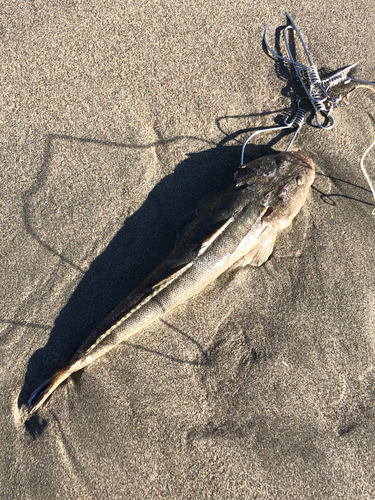 マゴチの釣果