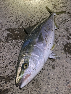 ワラサの釣果