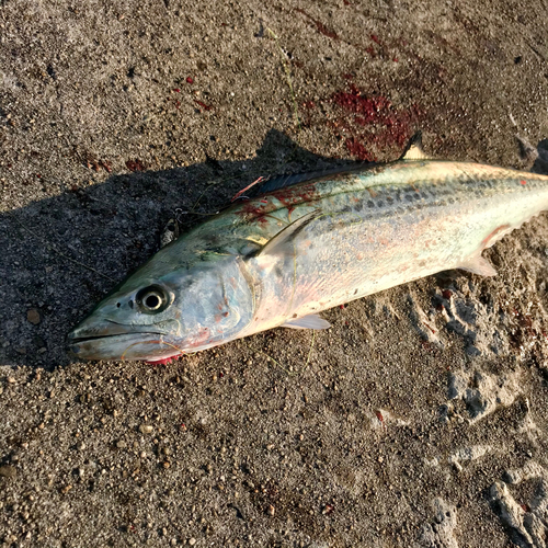 サゴシの釣果