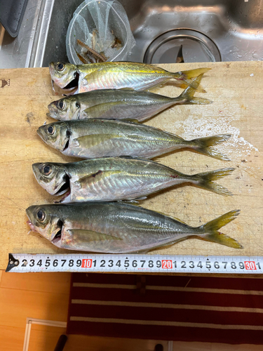 アジの釣果