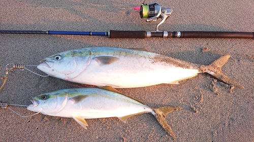 ワラサの釣果