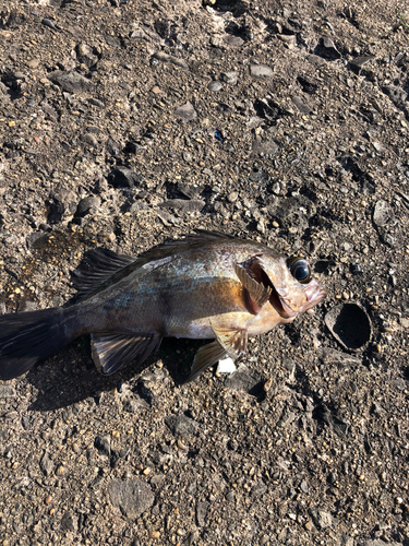 クロメバルの釣果