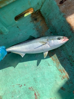 イナダの釣果