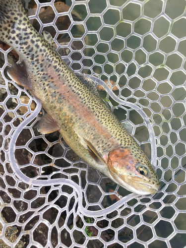 ニジマスの釣果