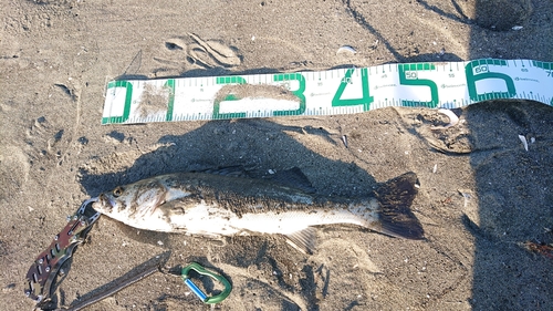 フッコ（マルスズキ）の釣果