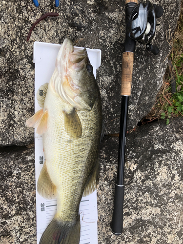 ブラックバスの釣果