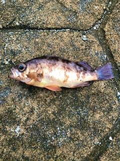 クロメバルの釣果