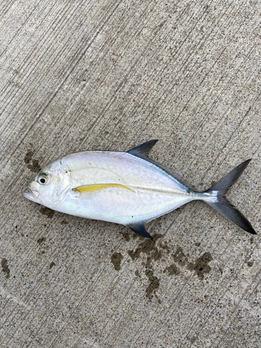 メッキの釣果