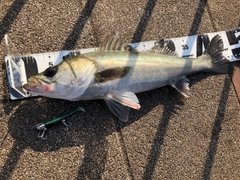 シーバスの釣果