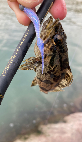 タケノコメバルの釣果