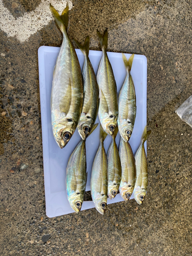 アジの釣果