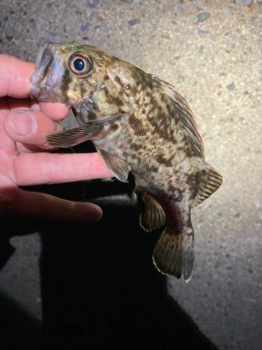 クロソイの釣果